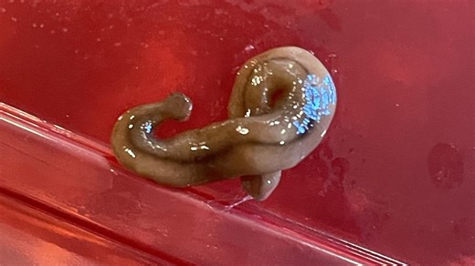 These invasive, poisonous worms are hard to kill and showing up in our area