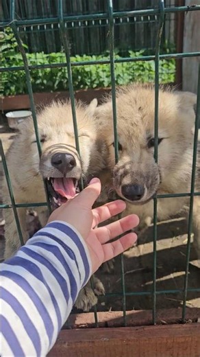 Arctic wolf puppies from Limpopo (10.07.2026) #wolf #wolfdog #puppy