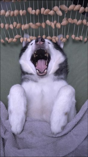 Moca The Husky on Instagram: "The calmest husky in the world – unlocking Moca’s ultimate relaxation time / VIP SPA #husky #dog #asmr #relax #mocathehusky"