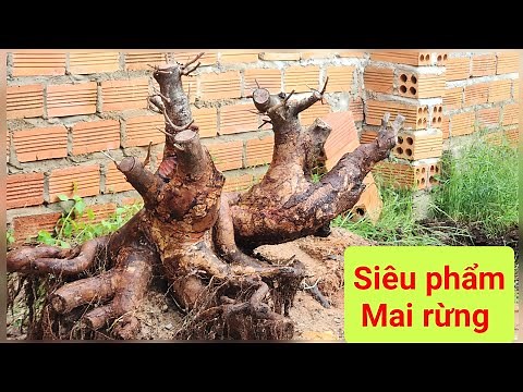 October 18. Invite everyone to admire the healthy wild mai tree, what will the roots look like?