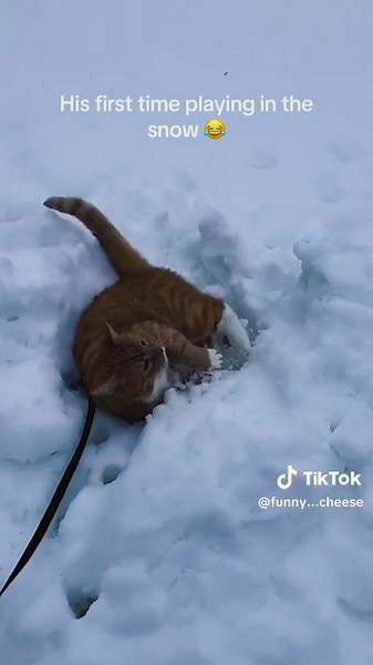 Episode 27 | 😂😂#animals #pet #cat #dog #dogsoftiktok #catsoftiktok #viralvideo #orangecat #viral #cats #funny #pets #funnyvideos #orangecatbehavior #catsnow #snow #🤣🤣🤣 #🤣