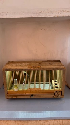 Diy cage from old box #birdcage #birds #diycage #diy #aviary #birdcatching #aviaryindoor #birdsound
