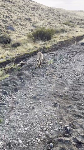 Nonchalant puma walks past group of people in stunning Patagonia encounter