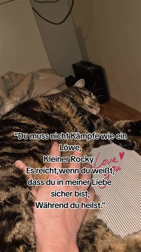 #Rocky Untersuchung ist gut verlaufen er muss weiterhin die hohe Dosierung Wasser Tabletten 💊 nehmen und in drei Monaten zu nächsten Herz Ultraschall 🍀🙏bis Nadine hoffe ich das alles gut mit Rocky läuft 🍀🙏♥️🐾🐱🫶❤️😘Dankeschön für die tollen Nachrichten von euch 🥹🥹🙏♥️🐾🐱🫶❤️😘# #Rocky🐱🐾❤️🍀 # #katzenliebe❤ # #fürimmerimherzen #