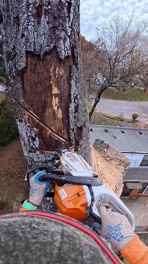 316K views · 4K reactions | #treeremoval  | Peter Albert Lorent | Facebook