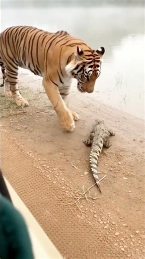 A Tiger Did THIS Instead of Attacking… 😳
