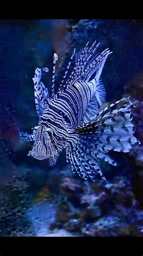 The Invasive Lionfish That's Destroying Ocean Ecosystems