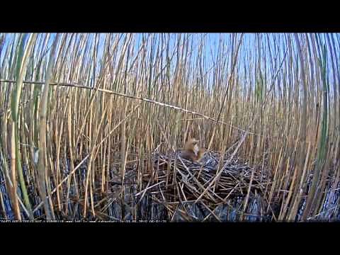 marsh harrier call and fly