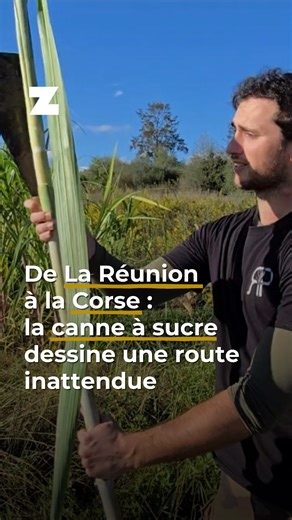 De La Réunion à la Corse : la canne à sucre dessine une route inattendue