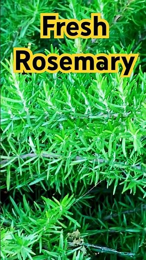 The Fresh Green Beauty of a Rosemary Plant #documentary #biodiversityin #plants #botany