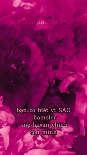 ĐỪNG CHẠM VÀO! 😱 Hamster mẹ có thể ăn con vì điều này…#hamster #pets #suthat #animal#petcare