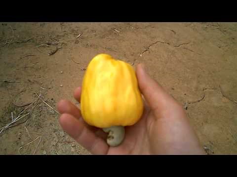 Cashew Trees, Cashew Fruit and Cashew Nut Growing in Cambodia
