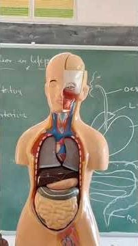10th Students learning about Human Digestive system