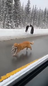 Rare Wildlife Encounter on a Snowy Forest Road | Ruthie
