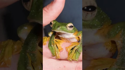 This frog can FLY! 🐸 #wallacesflyingfrog #frogs #amphibians #bravewilderness | Brave Wilderness