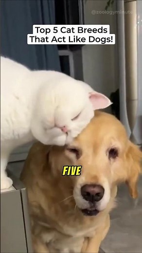 Top 5 Cat Breeds That Act Like Dogs!
