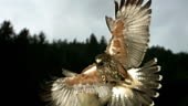 Super Slow Motion shot of a Harris hawk landing on the branch where a...
