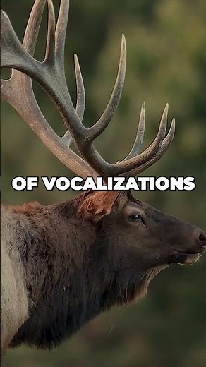 Exploring Wapiti: Majestic Facts About North American Elk | Wildlife Shorts