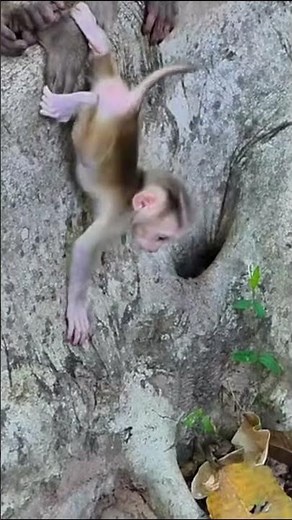 Life of Monkeys: The baby was climbing dangerously, but luckily the mother monkey pulled her up.