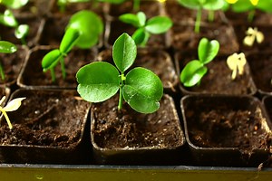 ¿Cómo sembrar limones? » Huerto en casa