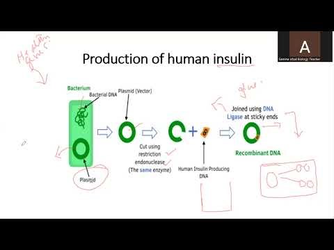 O Level Biology 5090 chapter 18 Biotechnology and genetic modification Part 2