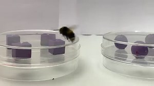 Demonstrating an unprecedented degree of cognitive complexity in an insect, researchers report in Science that bumblebees are capable of recognizing objects across senses. The results suggest that the bumblebee can create mental images of objects using information from multiple senses and form sophisticated mental representations of their surrounding world. Read the study: https://fcld.ly/ykn7rwx | Science