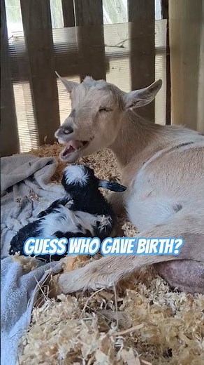 This baby goat has me smitten! Mama Marinette did so good during the birth.