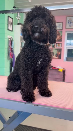 The power of a good groom ✂️ A good groom keeps your dog matt free and helps remove build ups of dirt and debris from your dogs coat. Just look at the difference in Smudge’s coat AND his confidence before and after his groom! If you’ve never had your dog groomed before, or only get them groomed sometimes, consider scheduling them regularly appointments with your local groomer - a good artist needs a good canvas, and having a regularly groomed coat means the results of your dog’s groom will be be