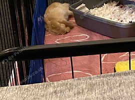 Adorable friendly bunny for sale