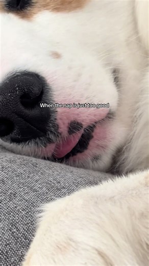 Adorable Border Collie Enjoys a Perfect Nap