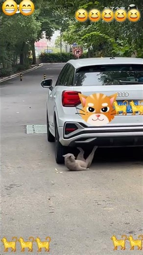 built different: cat vs car #cat #funnycatvideos #funnyvideo #car