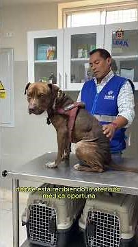 ¡Detrás de cada abandono, hay una historia que merece ser sanada! 🐕