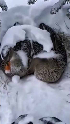 Breaking the ice to save two ducks, one male and one female | Rescue