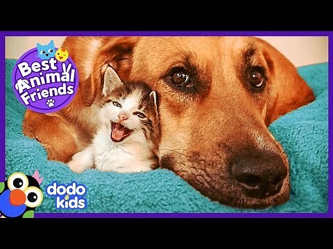 Tiniest Kitten and Her HUGE Dog Brother Do Everything Together | Animal Videos For Kids | Dodo Kids