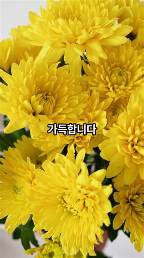 올봄 가장 먼저 피는 꽃마을 아시나요?