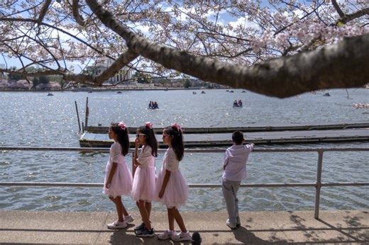 Cherry Blossom Watch: DC’s cherry trees are officially in peak bloom - WTOP News