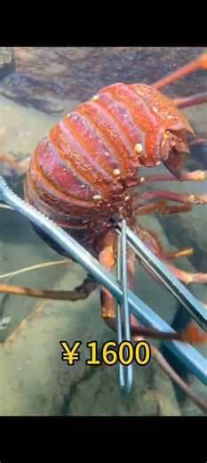 Catching shrimp from under the sea #fishermansfrontiet #hilights #fishing #fisherman #fishermansfonte #trending | Fisherman's Frontiet