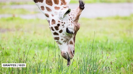 Strange animal facts that will surprise you