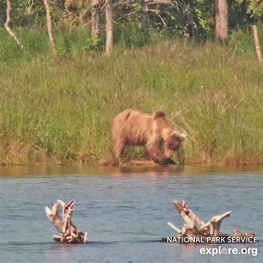 477 Sara, the oldest known bear at Katmai National Park & Preserve, sighted on the live cam! | explore.org