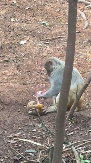 This Monkey Just Unlocked Human Mode 🐒✨ | Science Can’t Explain This Monkey 😱