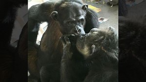 Chimpanzees That Were Filmed Holding Hands Are Now Seen Kissing On The Lips