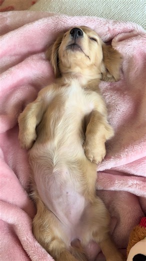 Adorable Sleeping Puppy Moments to Brighten Your Day