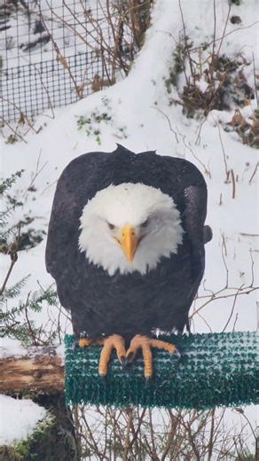 Bald Eagle Vocalization #BaldEagle #DidYouKnow #WildlifeWednesday