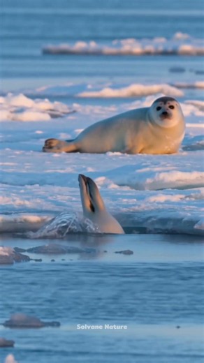 Cute Fluffy Harp Seal Pup Takes Its First Dive Into the Arctic #wildlife