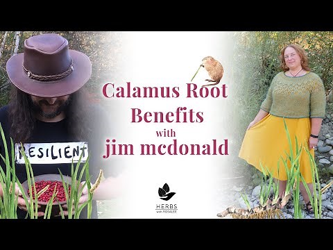 Calamus Root Benefits with jim mcdonald