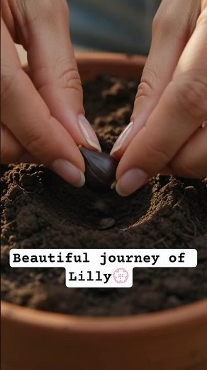 🌸 How to Grow Lily from Seeds 🌱 | Easy Step-by-Step #Shorts