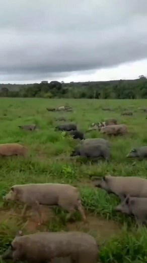 1.1M views · 12K reactions | #porcobrabeza #RocaAFazenda #javali #wildboar #Hunter #cacadores #javaporco | José Antônio Pereira Da Silva | Facebook