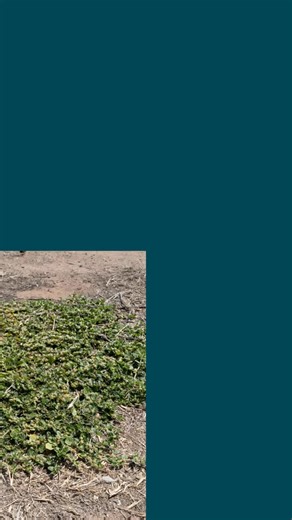 Have you got khaki weed on your property? These are the key steps to safely identify, remove and dispose of this declared weed to stop it spreading across our landscapes. Step 1 – Identify that it is khaki weed 🔎 Step 2 – Notify the Murraylands and Riverland Landscape Board of a khaki weed infestation on your property 📞 Step 3 – Use a trowel to dig out the khaki weed 🧑‍🌾 Step 4 – Ensure you remove the taproot 🪾 (and try to collect any seeds that are left behind) Step 5 – Double-bag and deep