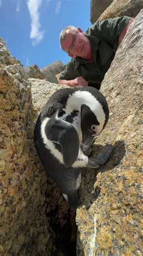 The amazing African Penguin has incredible adaptations - look at his beak! 🤩🐧