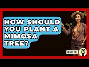 How Should You Plant A Mimosa Tree? - The Plant Enthusiast
